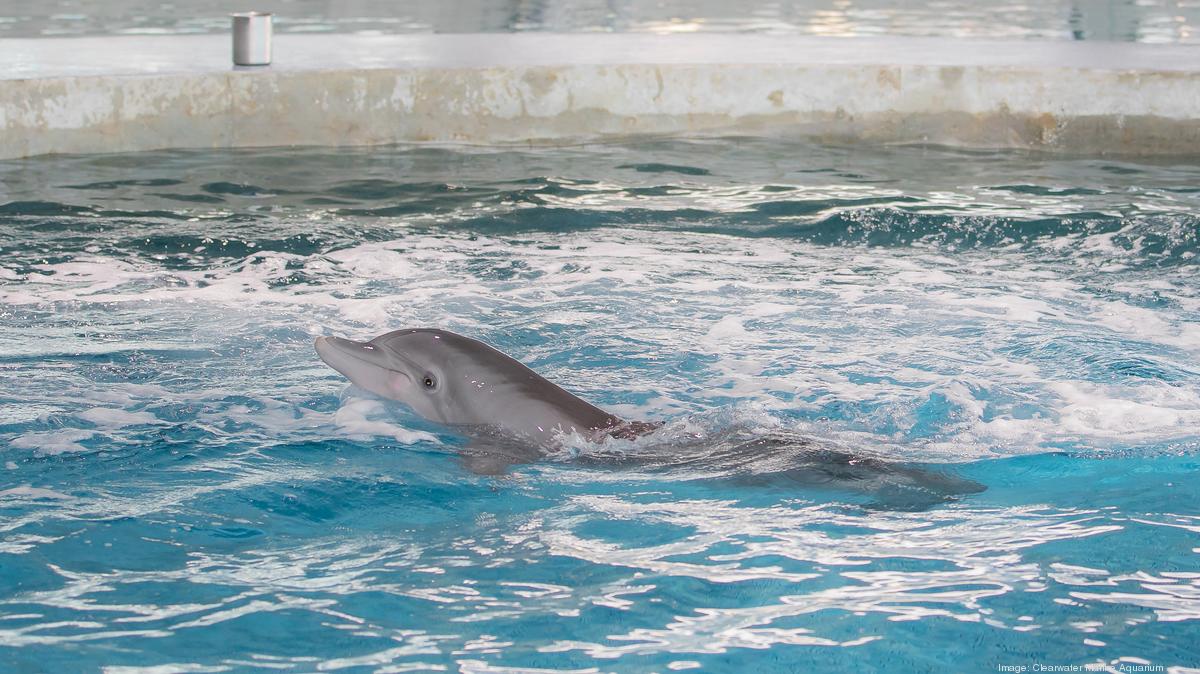 WINTER THE DOLPHIN  Clearwater Marine Aquarium Online Shop