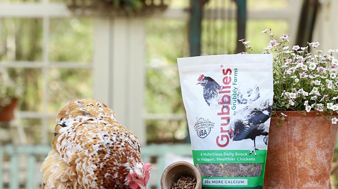 Atlanta Inno Sustainable backyard chicken feed startup Grubbly Farms