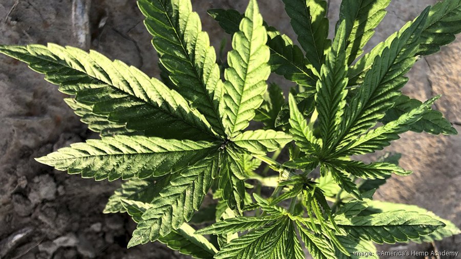 Texas Sb 6 2025 Bill 