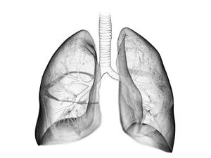 Lung, illustration