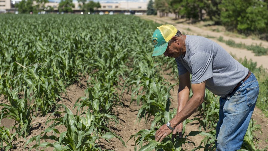 Drought is already crimping Colorado's agricultural harvest - Denver ...