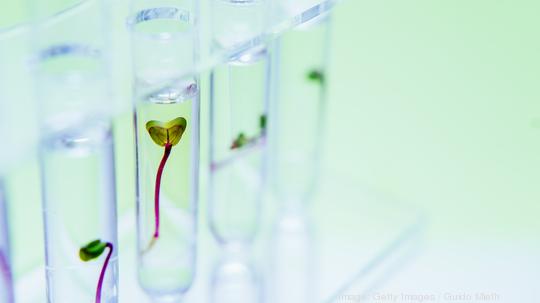 Seedling in test tubes.