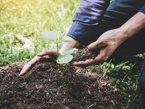 Midsection Of Young Man Planting Sapling On Land