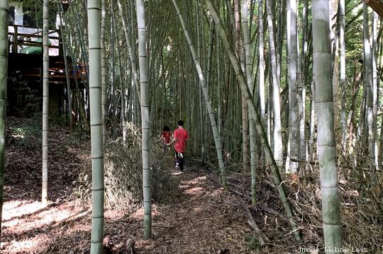 Bamboo Forest