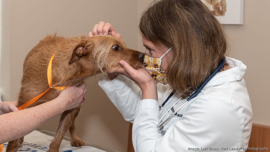Coping How Queenstown Veterinary Hospital changed its pet care due to Covid19 Baltimore