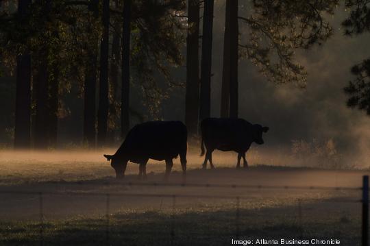 Cows on Farm BS