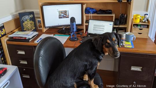 Frankie at my desk