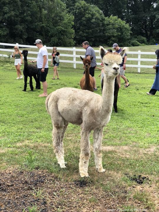 Black Kite Alpaca Farm Photo