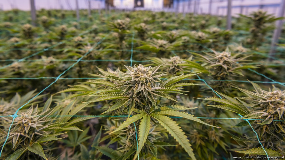 Medical marijuana company transfers Florida operations to lenders - South Florida Business Journal