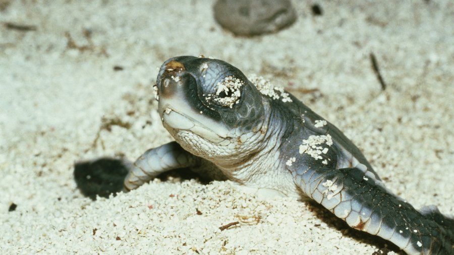 Advances in outdoor lighting for businesses offer sea turtles and ...