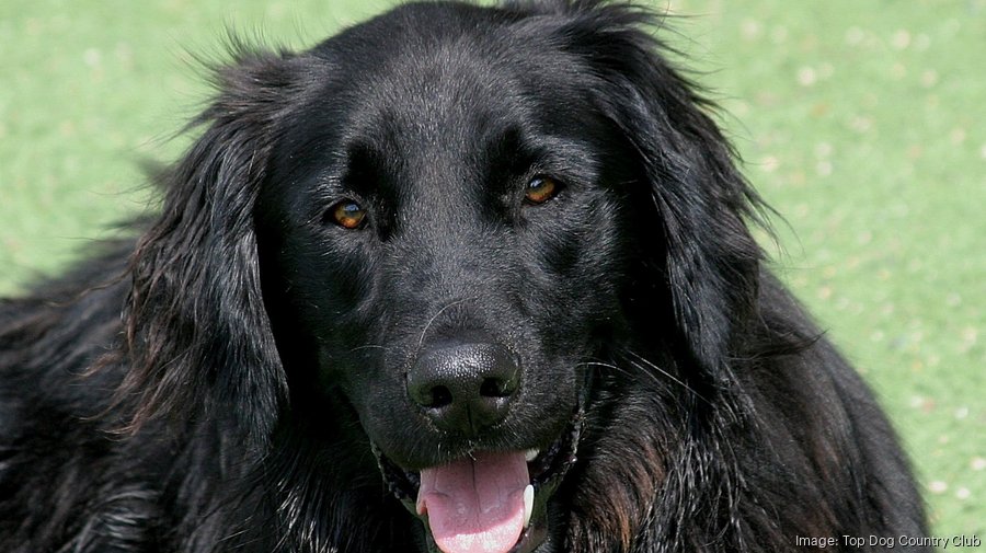 Top Dog Country Club in New Germany, Minn., launches canine weight camp
