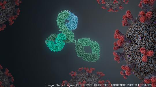 Antibodies attacking virus, illustration