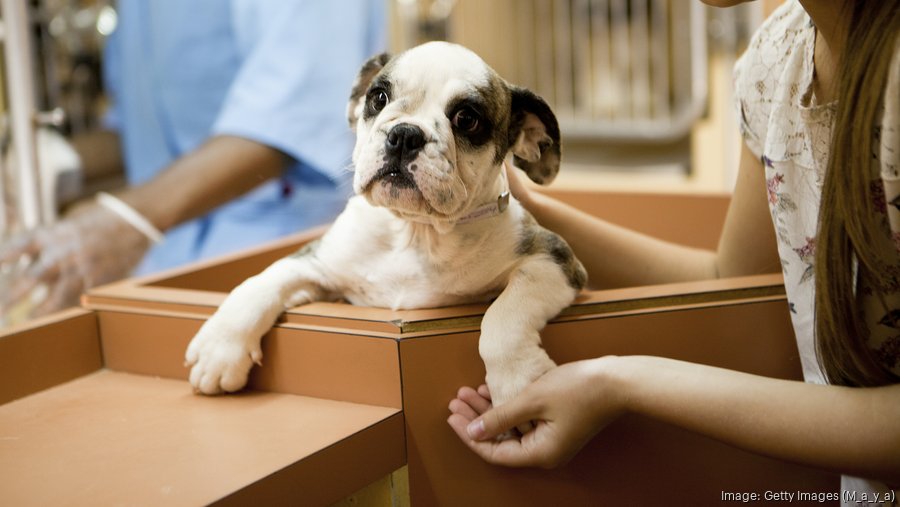 Cowboy Up Animal Rescue nonprofit serving Birmingham - Birmingham ...