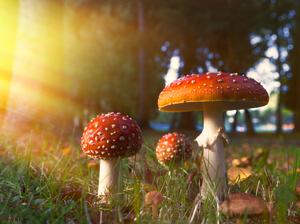 Mushroom in Golden Light