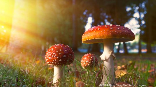 Mushroom in Golden Light