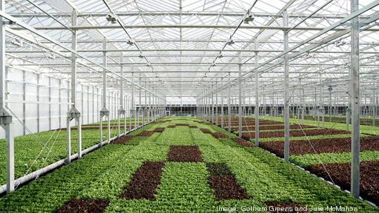 Gotham Greens Greenhouse Opens Today - Rhode Island Monthly