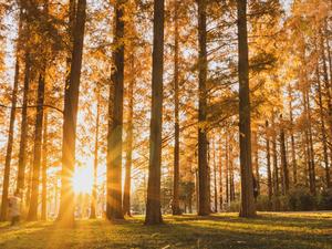 Beautiful foliage of metasequoia trees against evening sunlight.