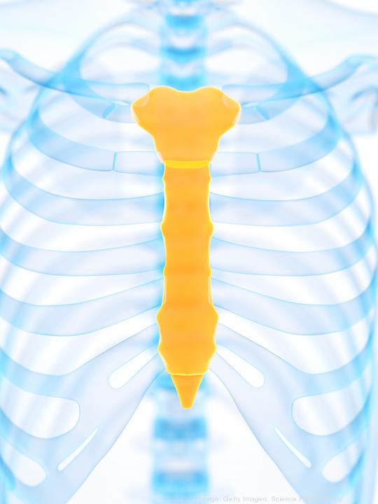 Illustration of the sternum