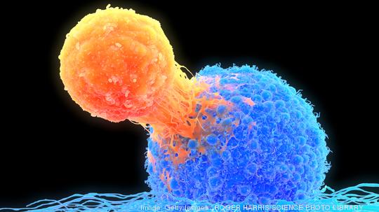 T-cell attaching to cancer cell, illustration