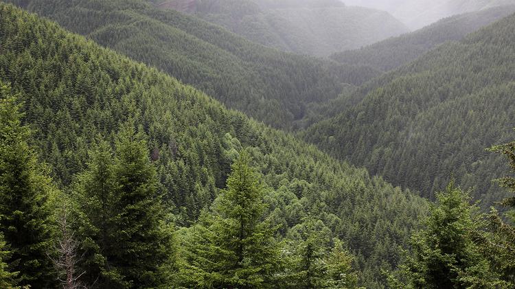 Forests that are primarily managed for timber production also have a crucial role to play in limiting the concentration of CO2 in the atmosphere.