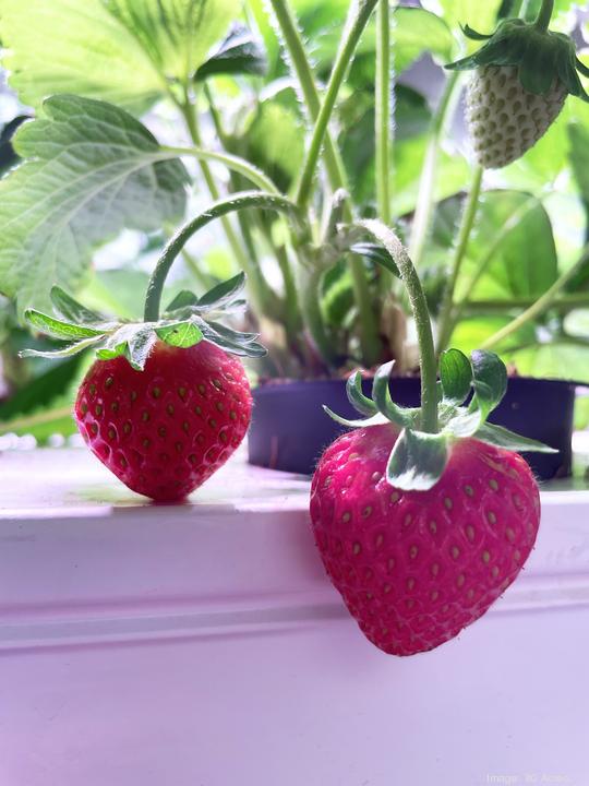 80 Acres strawberry