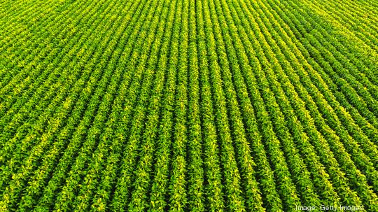 Soybean field with rows of soya bean plants. Aerial view