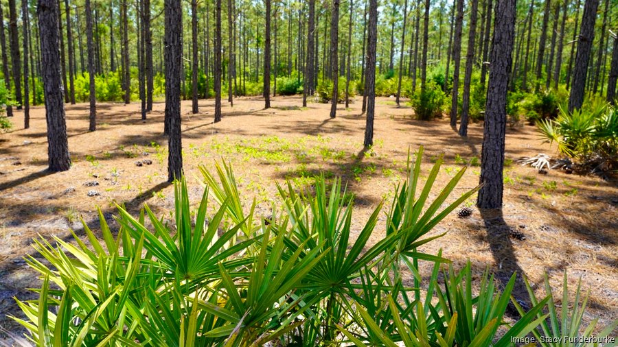 Rayonier sells land in to nonprofit for conservation and