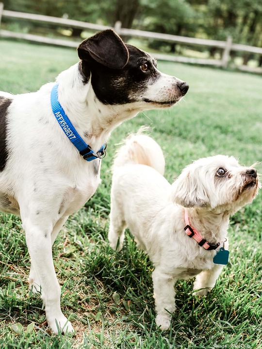 Dog with ZuluTails collar