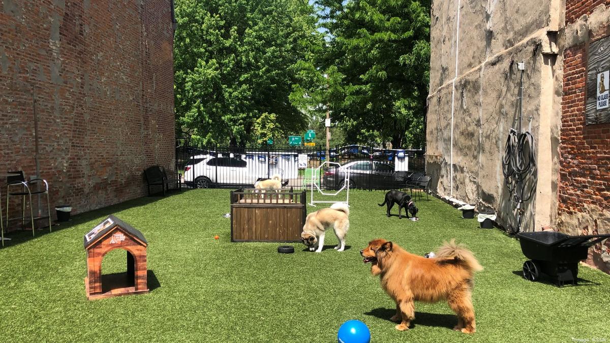Doghaus is coming to Dogtown and they want you to bring your dog St