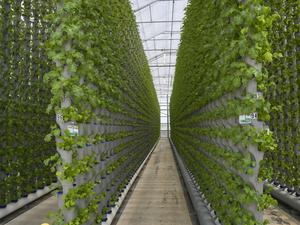 Eden Green Technology opens new vertical greenhouse in Cleburne