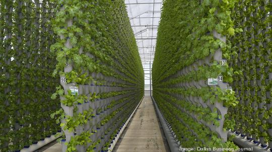 Eden Green Technology opens new vertical greenhouse in Cleburne