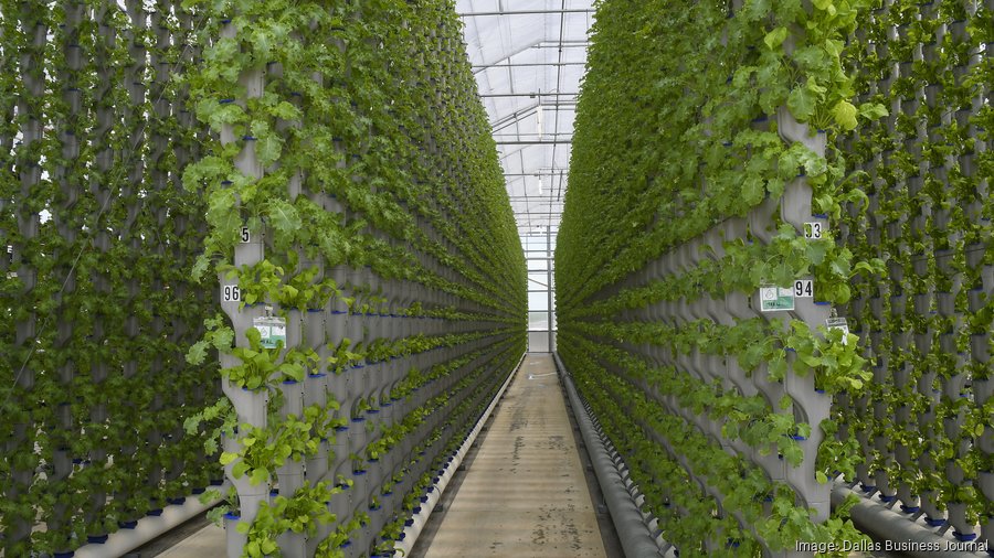 Eden Green Technology to grow with new vertical greenhouses, relationship with Robinson Fresh