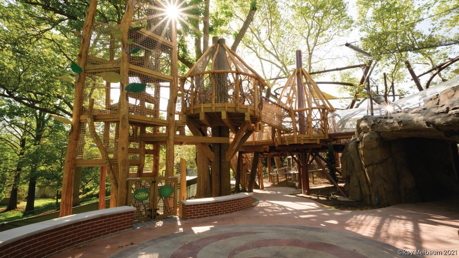 Take a peek inside the Saint Louis Zoo's new 13M primate canopy trail