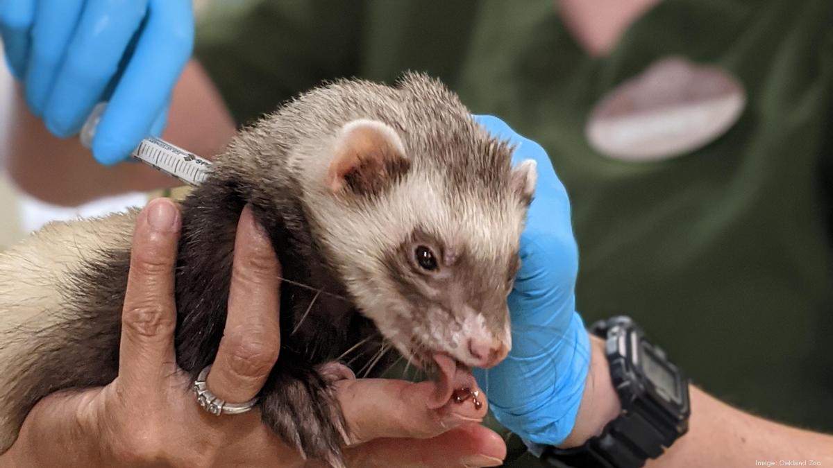 Oakland Zoo opens vaccinations to tigers, bears, mountain lions and ...