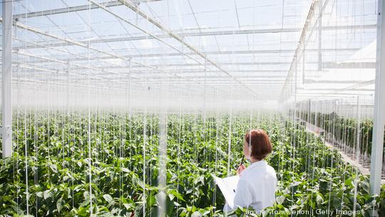 Scientist examining plants in greenhouse