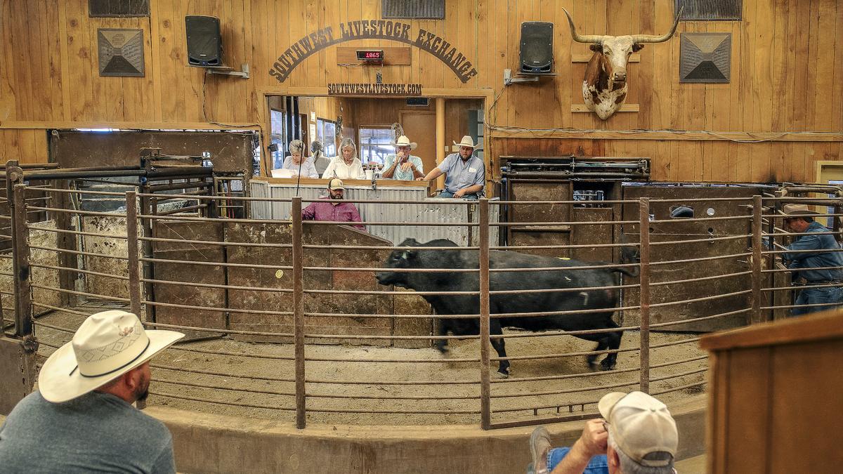 South Texas rancher profile Joe Hargrove, livestock trading baron