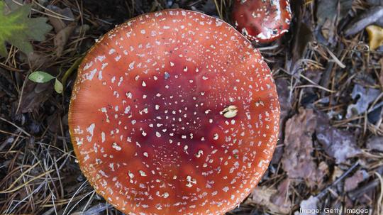 Amanita muscaria or fly agaric cap detail