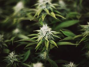 1871 to launch Cannabis Innovation Lab