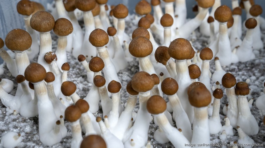So Many Mushrooms! (U.S. National Park Service)
