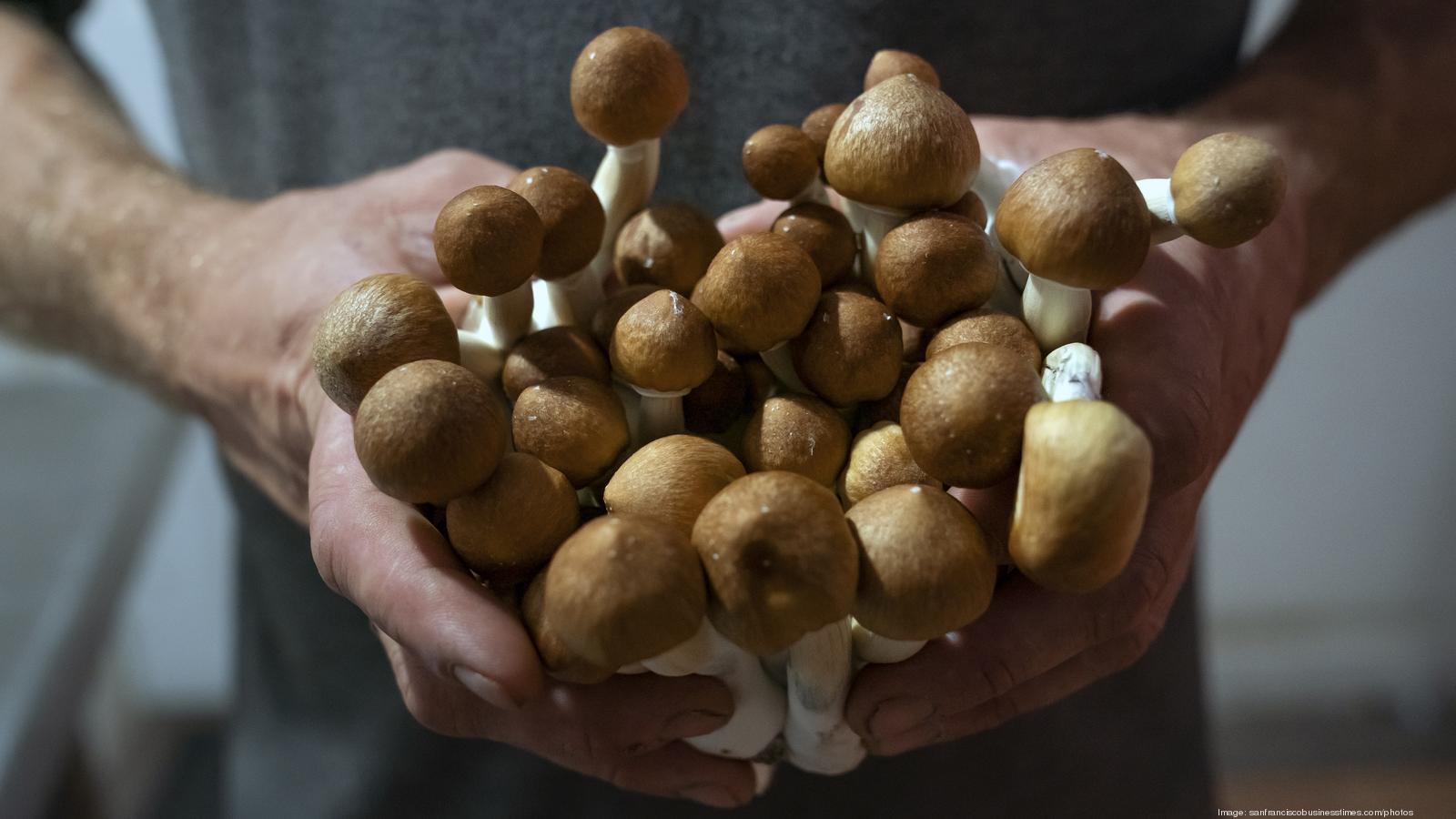 Psychedelic Spotlight on LinkedIn: When you make a mushroom