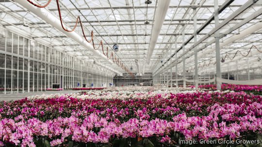 Orchid greenhouse