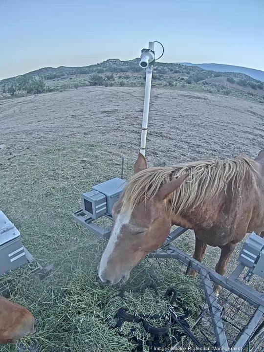 Horse at feeding station