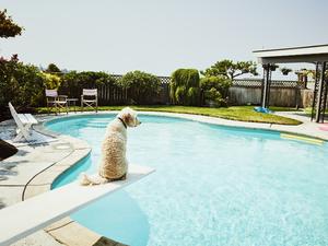 Dog sitting on diving board of backyard pool looking out