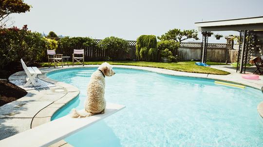 Dog sitting on diving board of backyard pool looking out