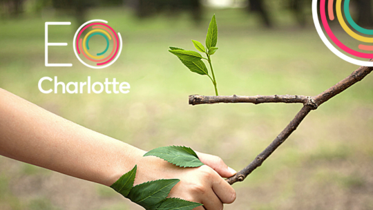 The tree canopy of Charlotte – Planting for the future