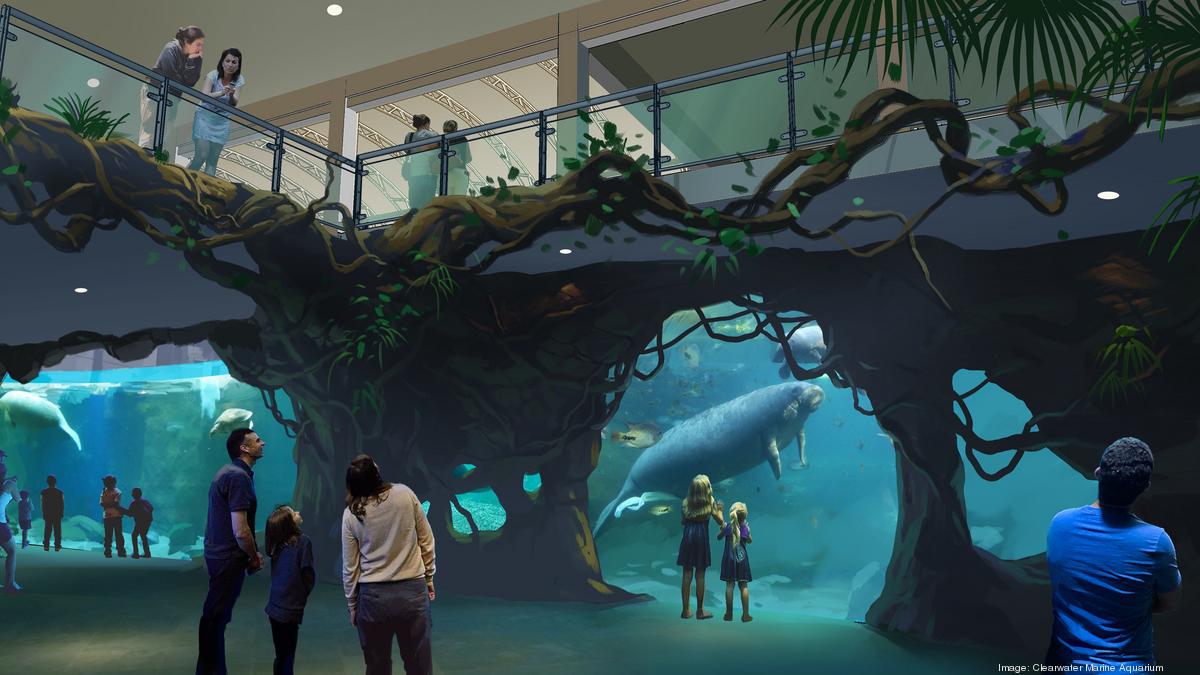 Clearwater Marine Aquarium plans manatee rehab exhibit Tampa Bay