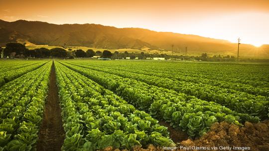 Crops grow on fertile farm land