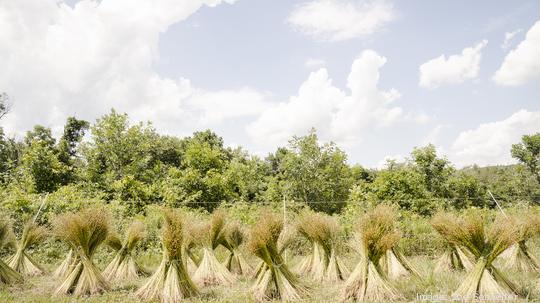 Kneehigh Flax Field