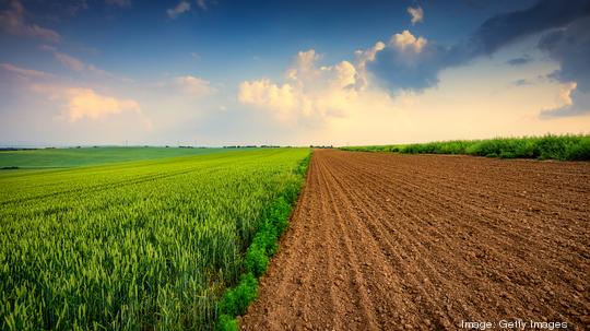 Agriculture field at sunset, green wheat and soil