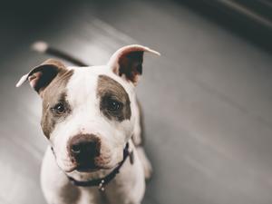 High angle view of pitbull sitting on floor at home